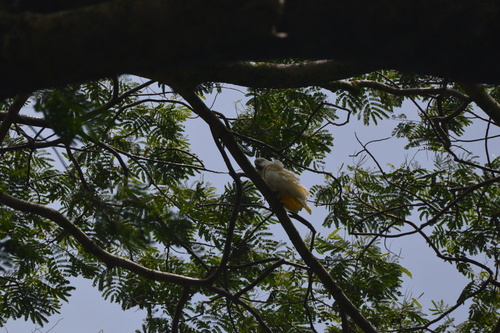 Cacatua observed 2026-07-21