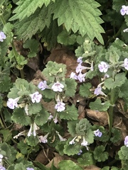 Glechoma hederacea