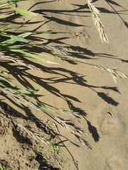 Bromus maritimus