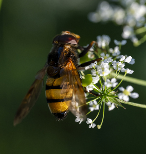 Lesser Hornet Hoverfly