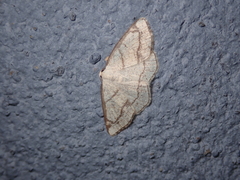 Stegania trimaculata