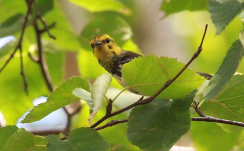 Setophaga virens image
