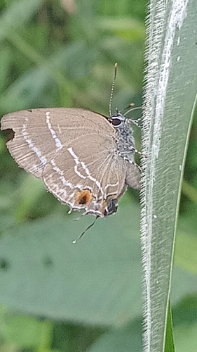 Cupathecla cupentus