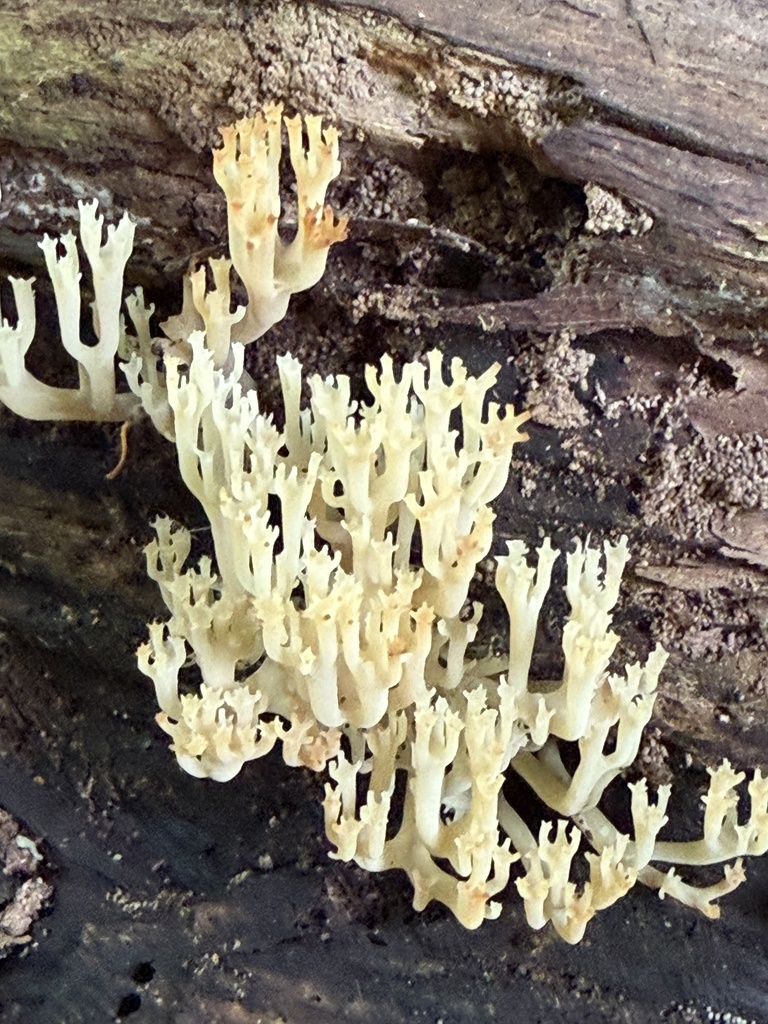 crown-tipped coral fungus · August 2026 · photo: Photo: (c) Julie Travaglini, some rights reserved (CC BY) · iNaturalist