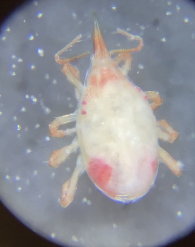 Odontoscirus observed 2026-08-01