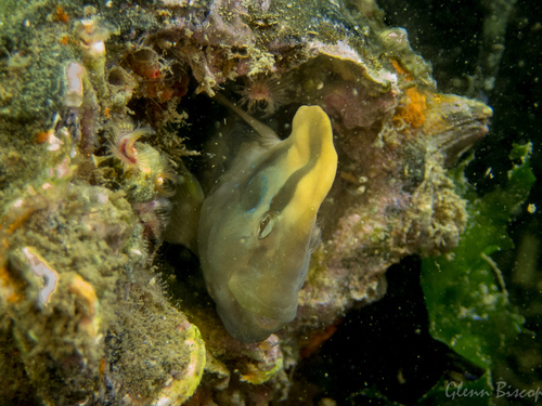 Peacock Blenny, photo 9 of 9
