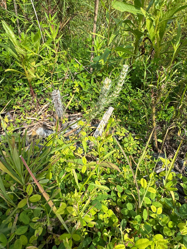 Plantago aristata, photograph 6
