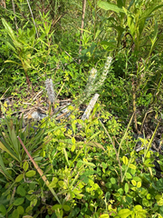 Plantago aristata, photograph (c) Rachel, some rights reserved (CC BY)