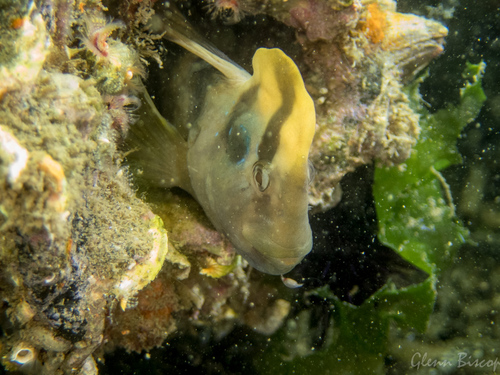 Peacock Blenny