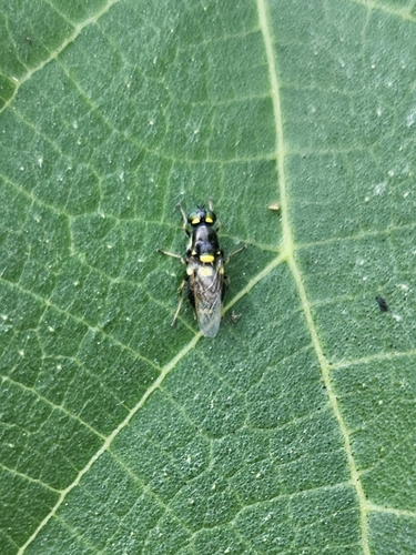 Twin-spotted Major