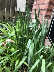 Narcissus