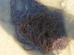 Gracilariopsis