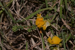 Pultenaea maritima