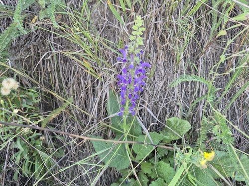 Meadow Sage