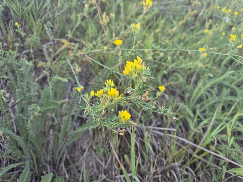 sickle alfalfa