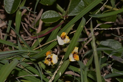 Podolobium scandens