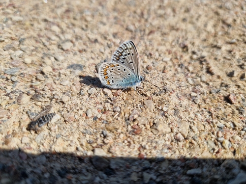 Common Blue