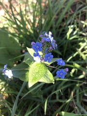 Brunnera
