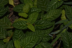 Acalypha nemorum