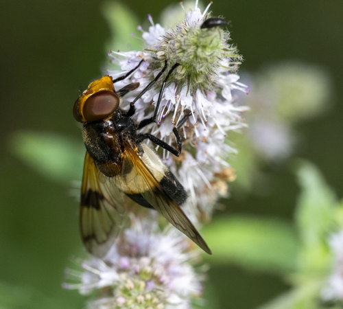 Pellucid Hover Fly