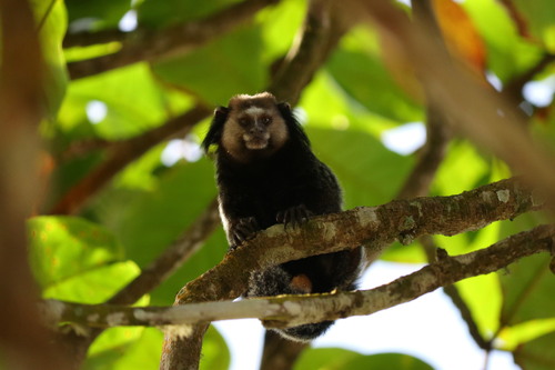 Wied's Marmoset