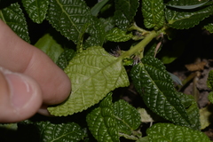 Acalypha nemorum