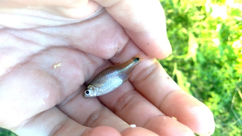 Checkered tetra (Compsura heterura) — Characidae — 4
