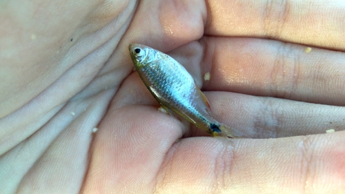 Checkered tetra (Compsura heterura) — Characidae — 2