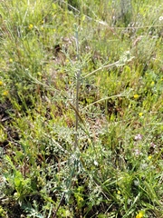 Centaurea paniculata