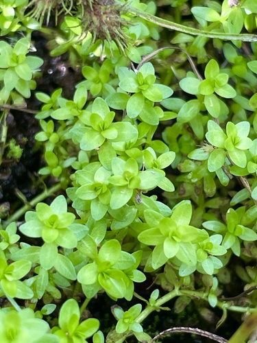 Micranthemum glomeratum observed 2026-08-01
