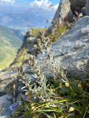 Artemisia genipi, photograph author not stated, no rights reserved