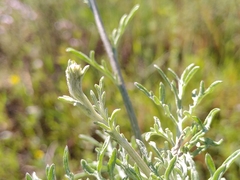Centaurea paniculata