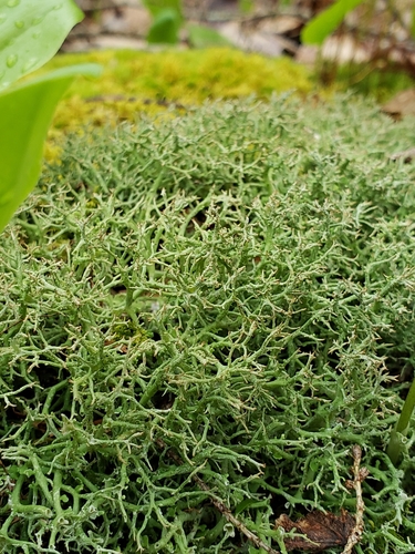 many-forked cladonia