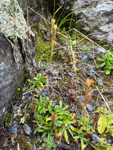 Saxifraga androsacea, photograph 4