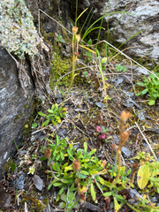 Saxifraga androsacea, photograph author not stated, no rights reserved