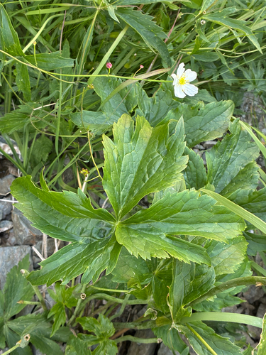 Ranunculus platanifolius, photograph 3
