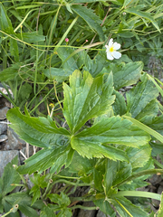 author not stated, no rights reserved Ranunculus platanifolius, photograph author not stated, no rights reserved