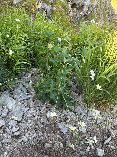 Ranunculus platanifolius