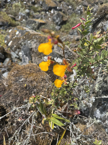 Cyrtochilum aureum, photograph 6