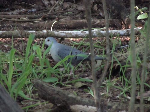 Blue Ground Dove