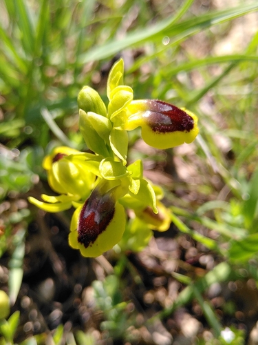 Yellow Bee-orchid