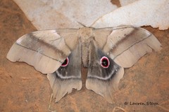 Pseudimbrasia deyrollei