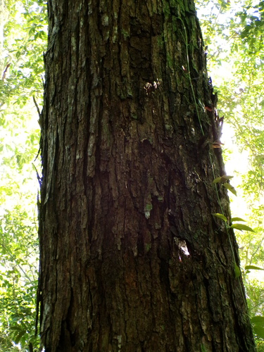 Melanoxylon brauna