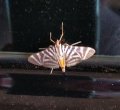 Spilomela perspicata