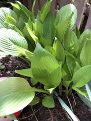 Hosta