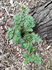 Corydalis nobilis