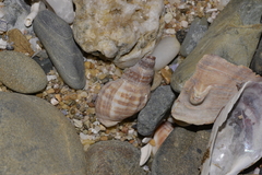 Agnewia tritoniformis