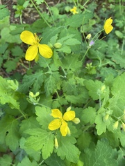 Chelidonium majus