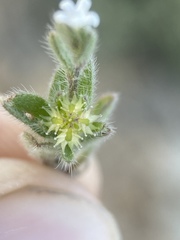 Lappula occidentalis occidentalis