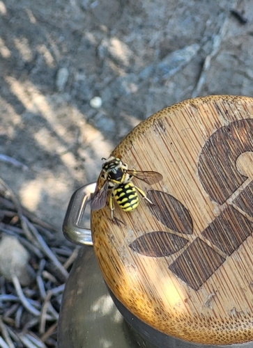 iNaturalist observation photo of Edwards' Woolcarder